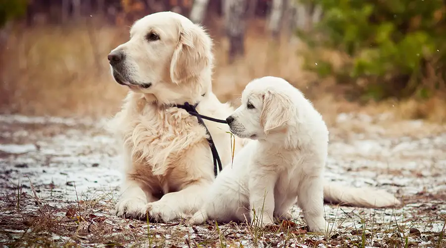 When to Switch from Puppy Food