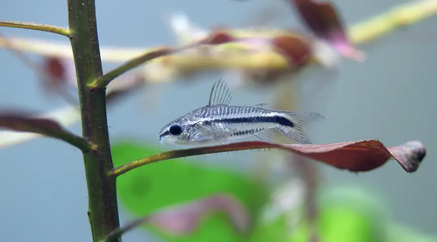 Pygmy Corydoras