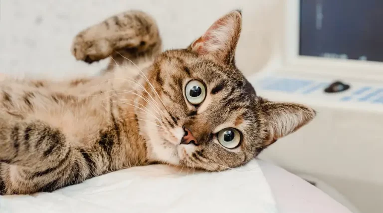 Seizures in Cats : Causes, Types, & Treatment