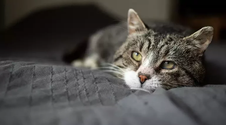 Diarrhea in Cats : Signs, Diagnosis, & Treatment