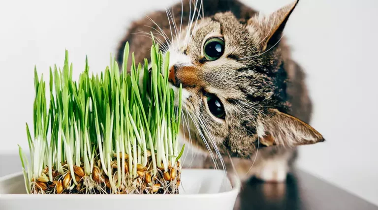 What Does Catnip Do To Cats?