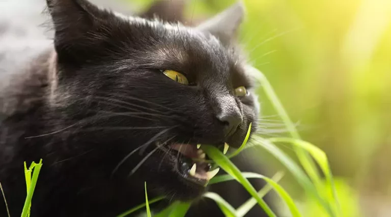 Why Do Cats Eat Grass?