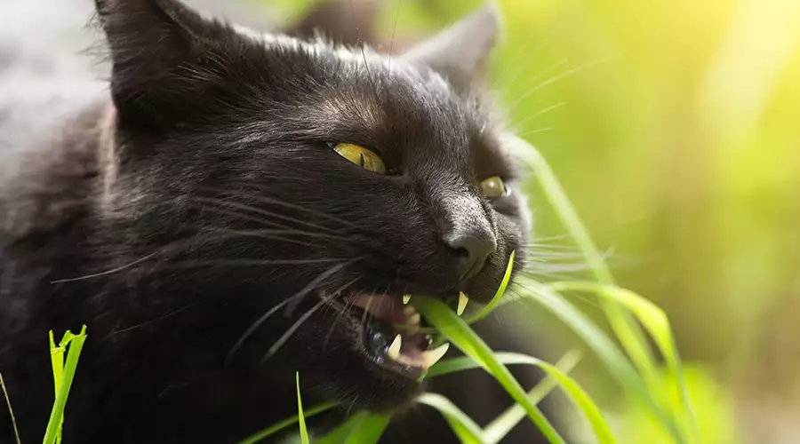 Why Do Cats Eat Grass?