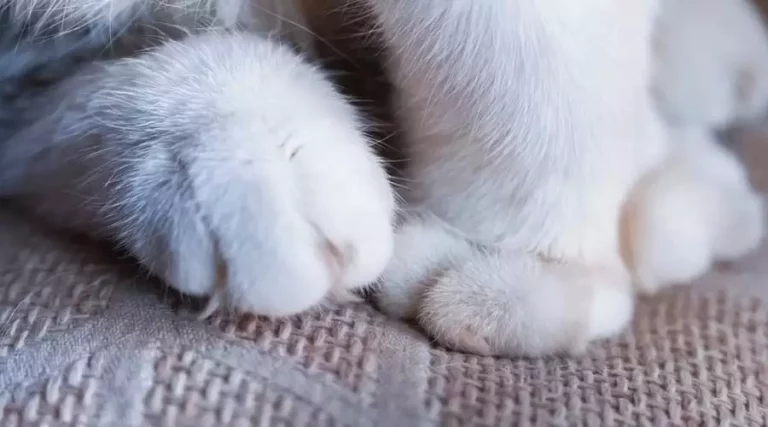 Why Do Cats Knead? An Endearing Answer for “Making Biscuits” + 4 More Reasons