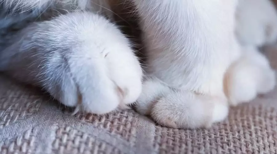 Why Do Cats Knead