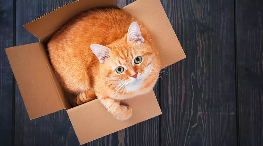 Why Do Cats Like Boxes?
