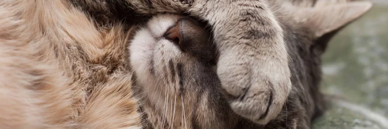 Worst Cat Foods – 8 Brands You Should Absolutely Avoid
