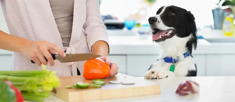 Can Dogs Eat Bell Peppers and a Quick Word of Warning