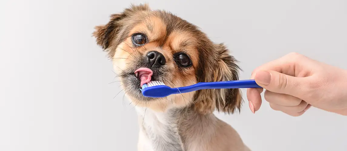 Dog Dental Care