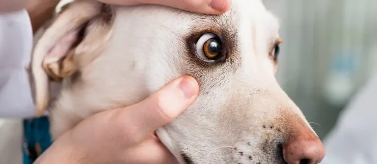 All About Dog Eye Care – 11 Tips To Keep Your Pups Peepers Healthy
