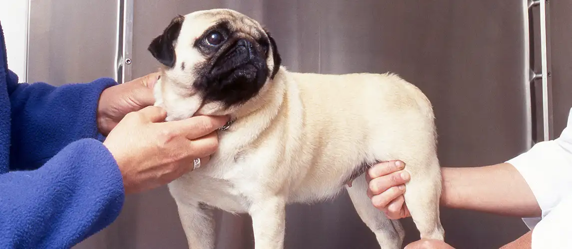 Hip Dysplasia in Dogs