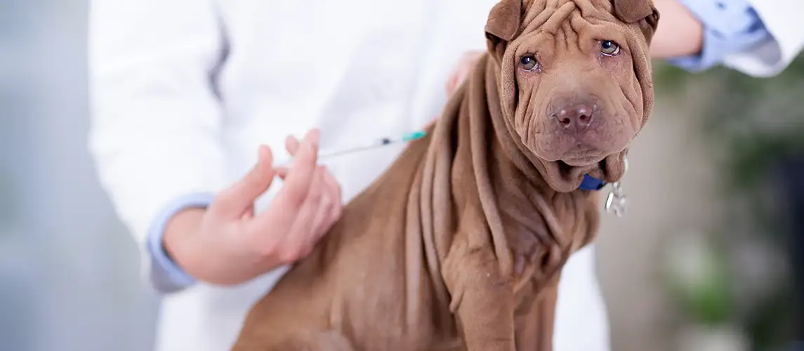 Dog Vaccination
