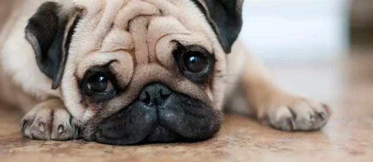 12 Best Dogs For Apartments : Small, Medium, & Large Breeds Perfect For Your Limited Living Space