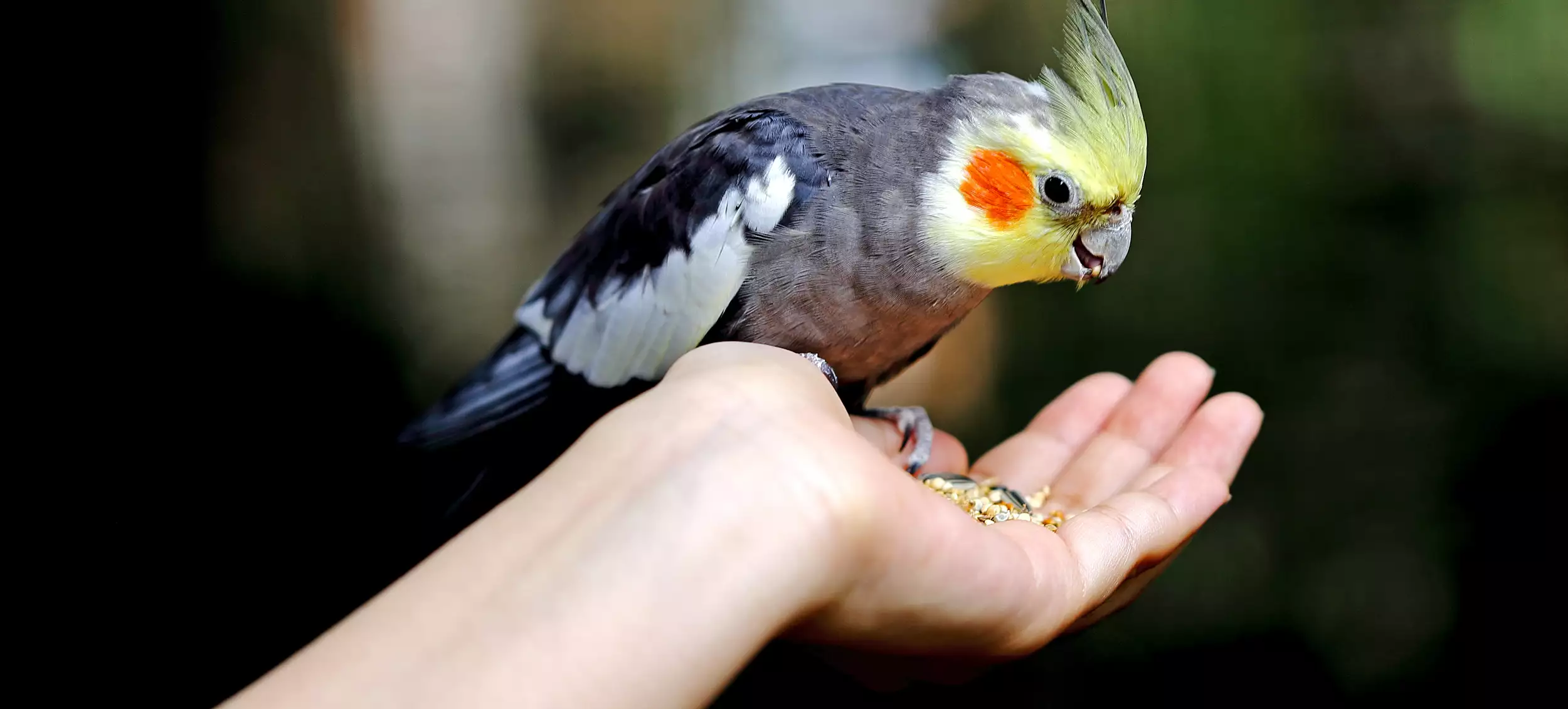 Best Cockatiel Food