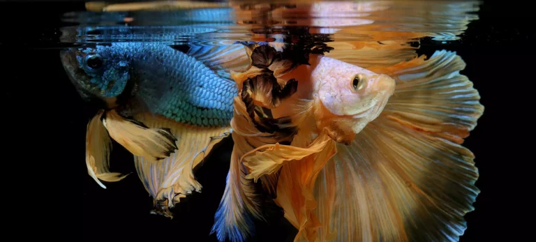 Best Betta Food 2023 : The Top 4 Food Choices For Betta Fish + How To Feed Them
