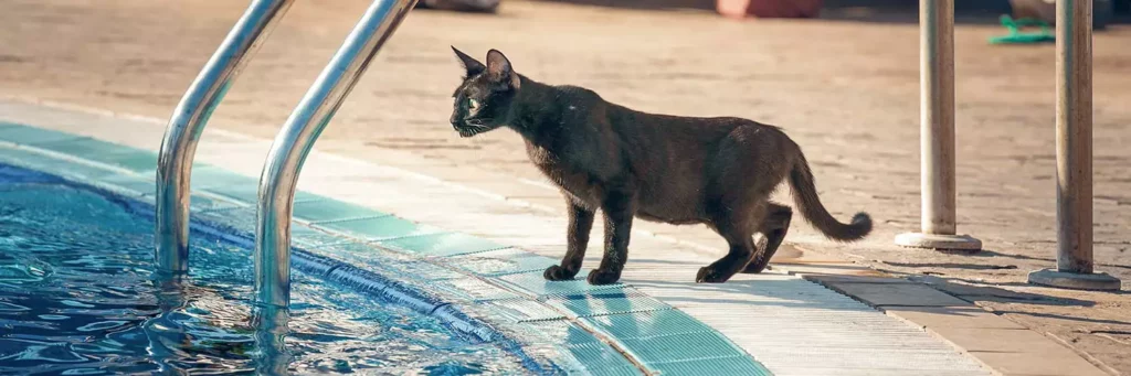 Can Cats Swim