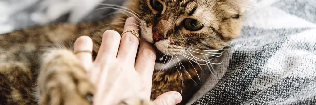 cat biting