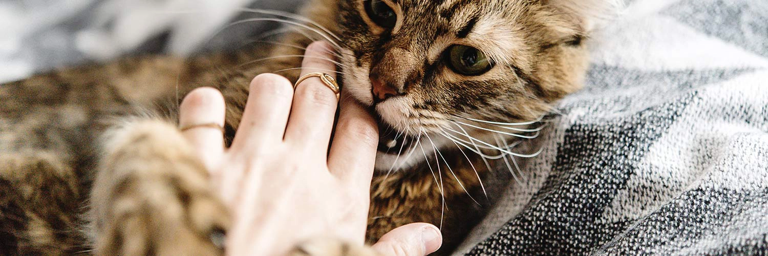 cat biting