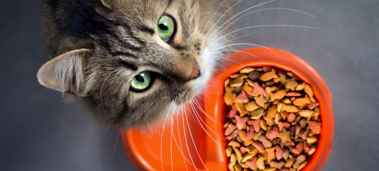 Cat Food 101 : The Complete Cat Nutrition Guide For A Healthy Feline Diet