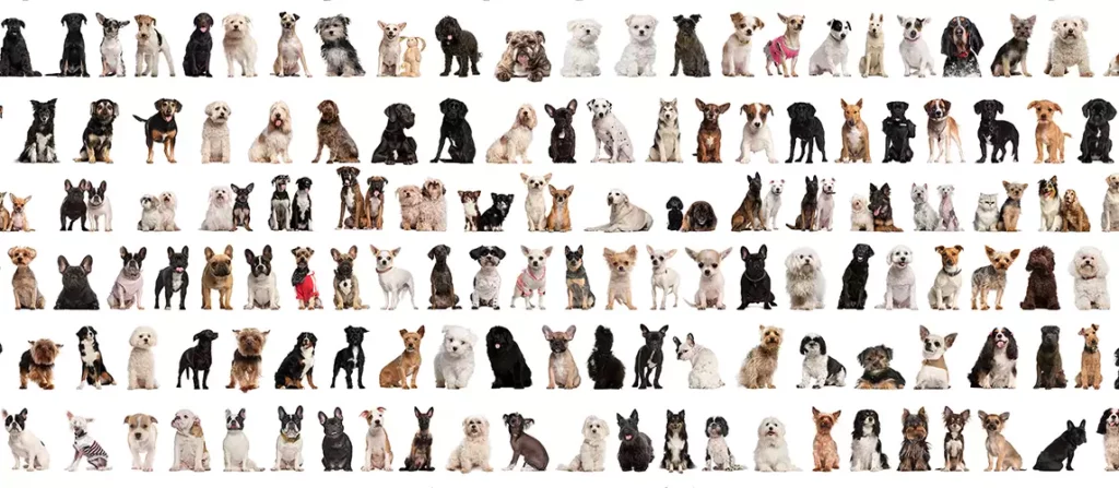dog breed assortment