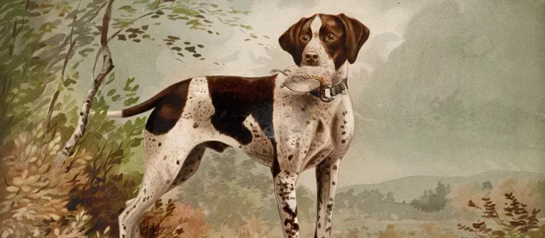 The Evolution of Dogs and How To Define a Dog Breed