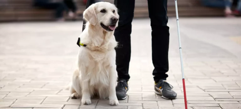 Guide Dog Breeds : 7 Exceptional Seeing-Eye Dogs for the Blind