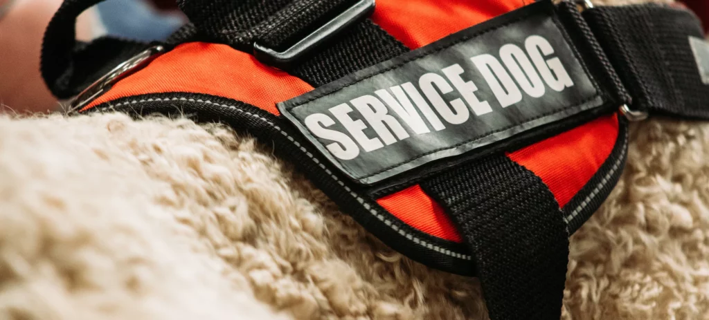 How To Get a Service Dog