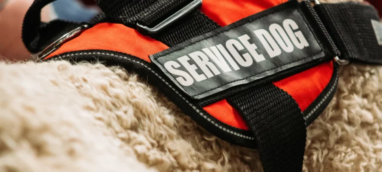 How to Get a Service Dog for Anxiety, PTSD, Depression, Diabetes, & More
