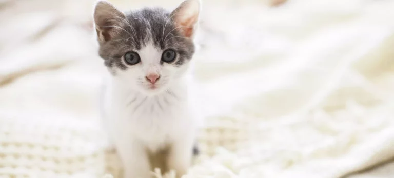 How To Raise a Kitten : Our Complete Guide to Bringing Home a New Kitten