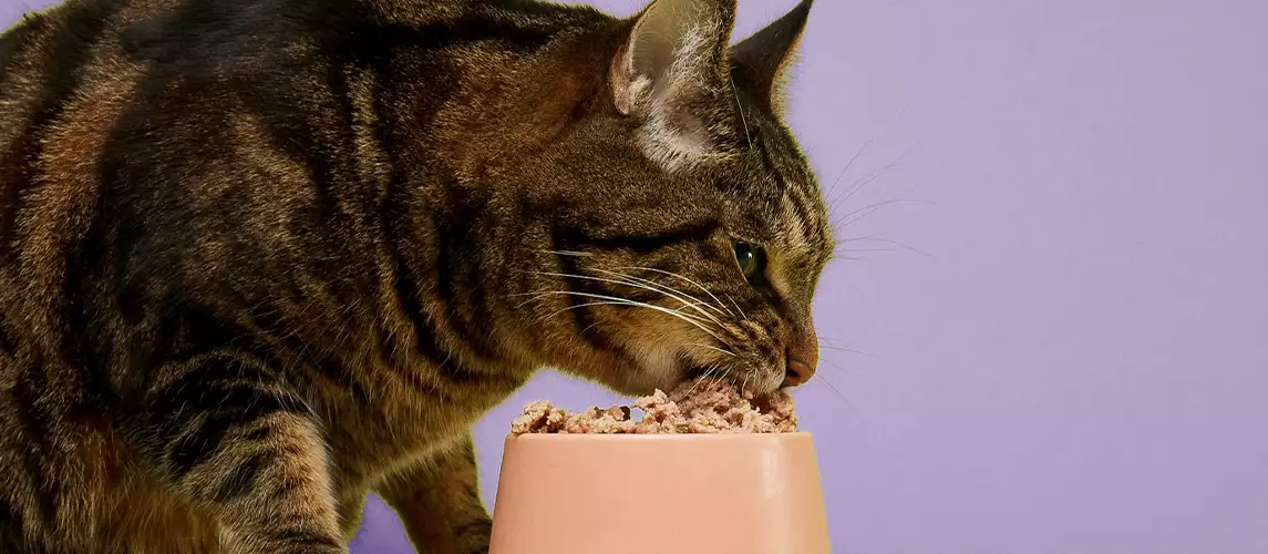 Cat Food Without Iodine