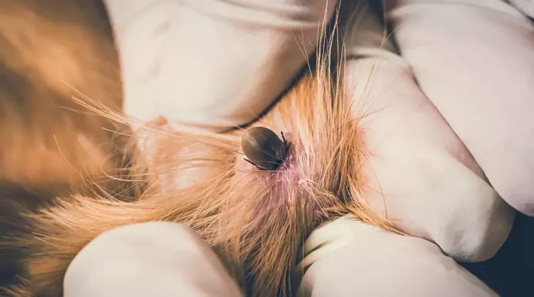 Rocky Mountain Spotted Fever In Dogs : Common Signs, Diagnosis, & Treatment