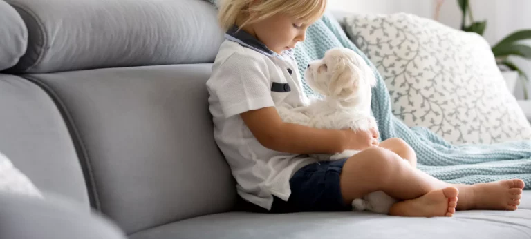 Small Dogs That Don’t Shed : Top 13 Kid-Friendly Hypoallergenic Breeds
