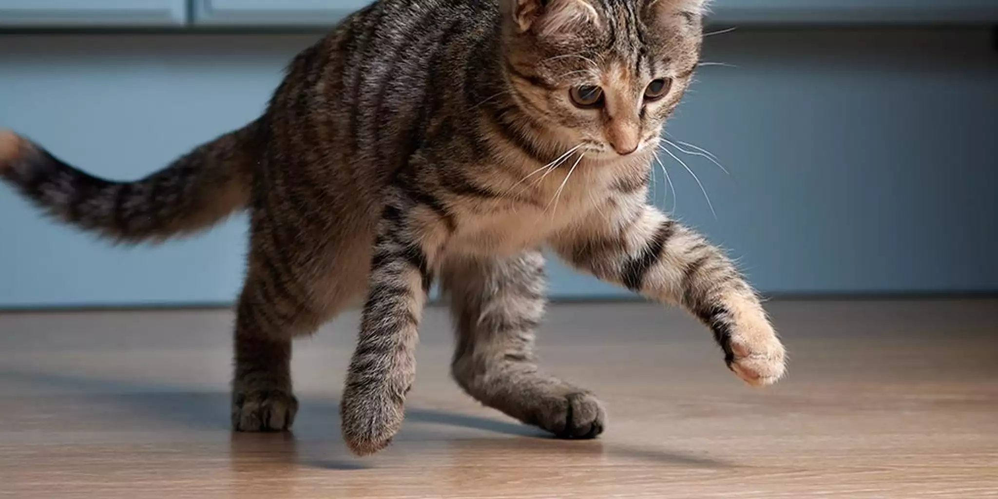 Boy Cat Names