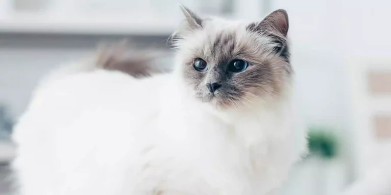 Girl Cat Names – 100 Purr-fect Names For Your Female Kitten