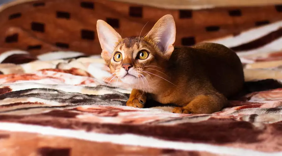 Abyssinian Cat