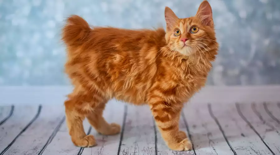 American Bobtail Cat