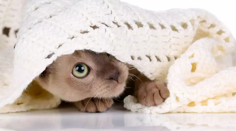 American Burmese Cat