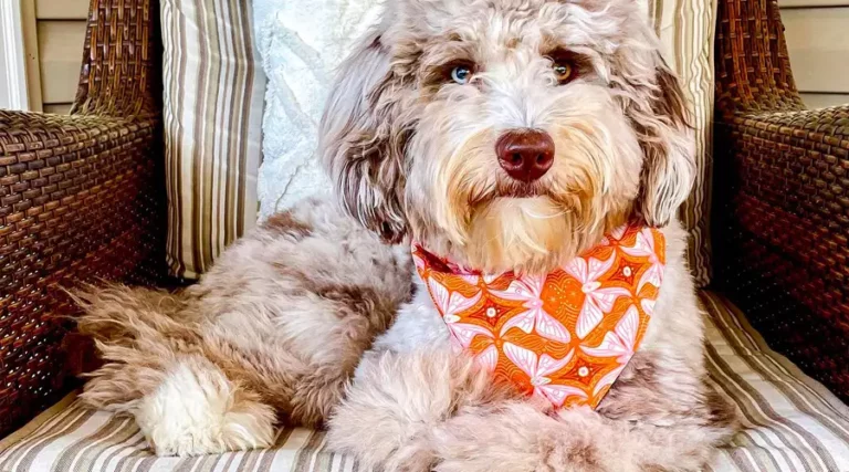 Aussiedoodle : Pictures & Info About This Australian Shepherd x Poodle Mixed Breed