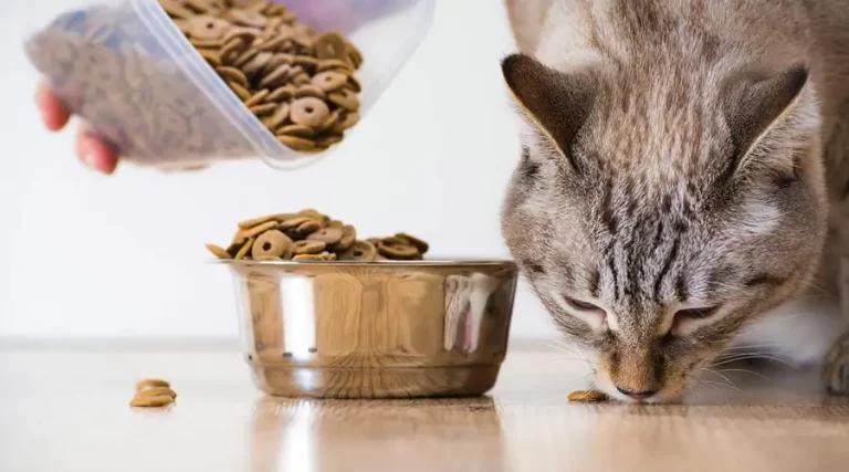 Best Affordable Cat Food 2023 – Budget Friendly Brands That Are Still Healthy