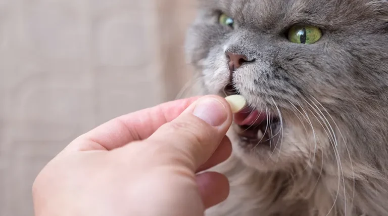 The Best Over The Counter Cat Dewormer: 5 Products to Cure Your Kitty