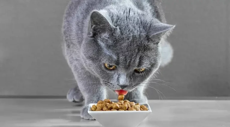 Best Cat Food for Hairballs – High Fiber Recipes That Aid Digestion
