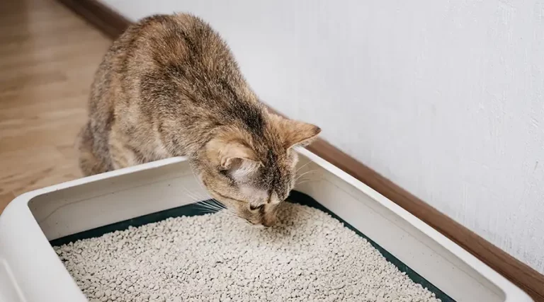 The Best Cat Litter For Any Cat – Updated 2023 Recommendations