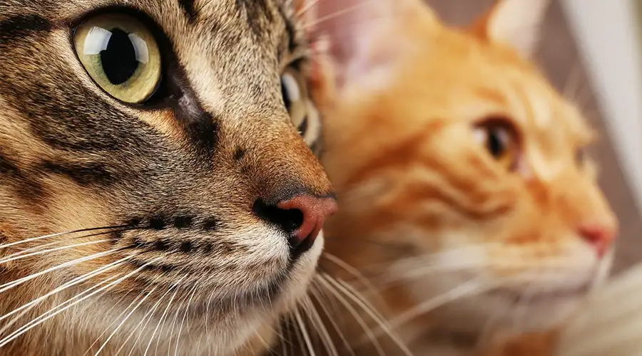 Best Cat Litter for Multiple Cats