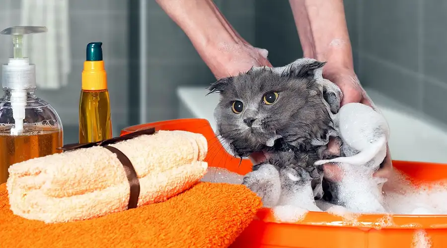 Best Cat Shampoo