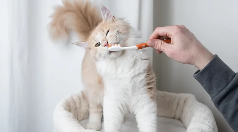 Best Cat Toothpaste : 5 Great Choices For Great Oral Care