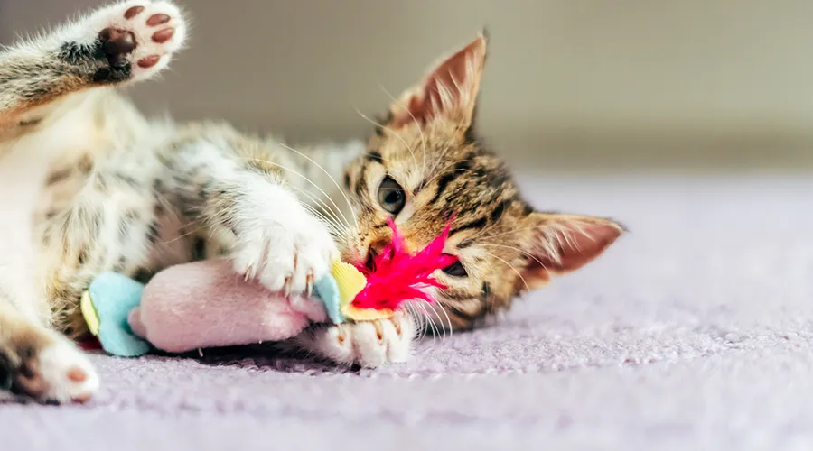 Best Cat Toys