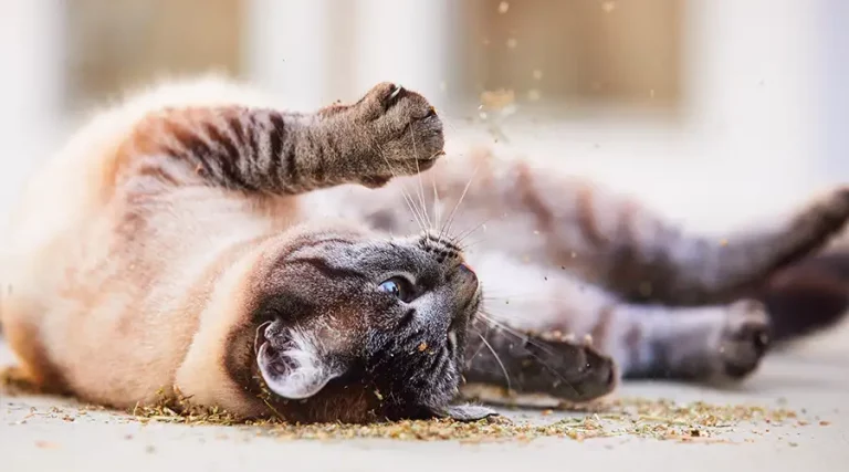 The Best Catnip : 4 Recommended Products To Drive Your Cats Bonkers