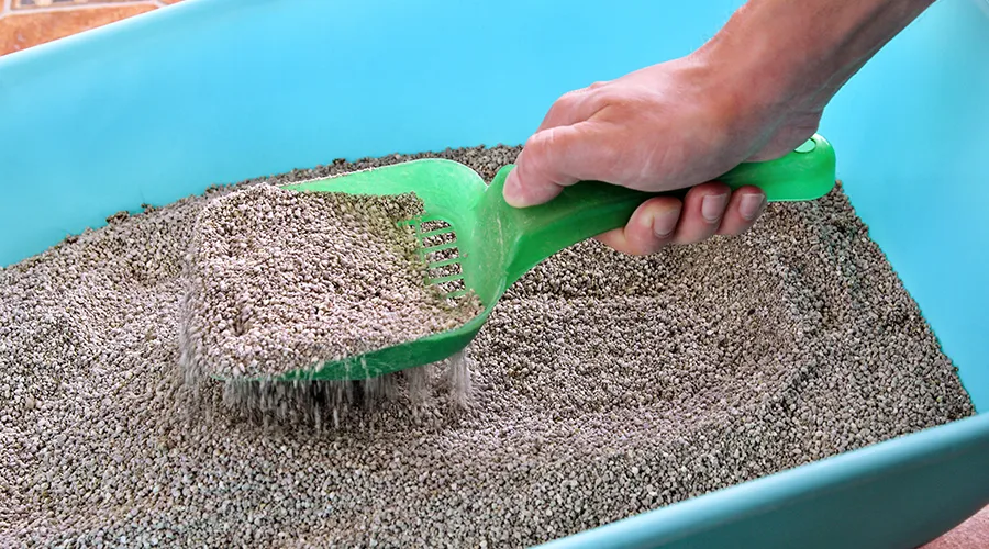 Best Cheap Cat Litter