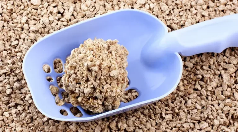 Need Help Choosing the Best Clumping Cat Litter?