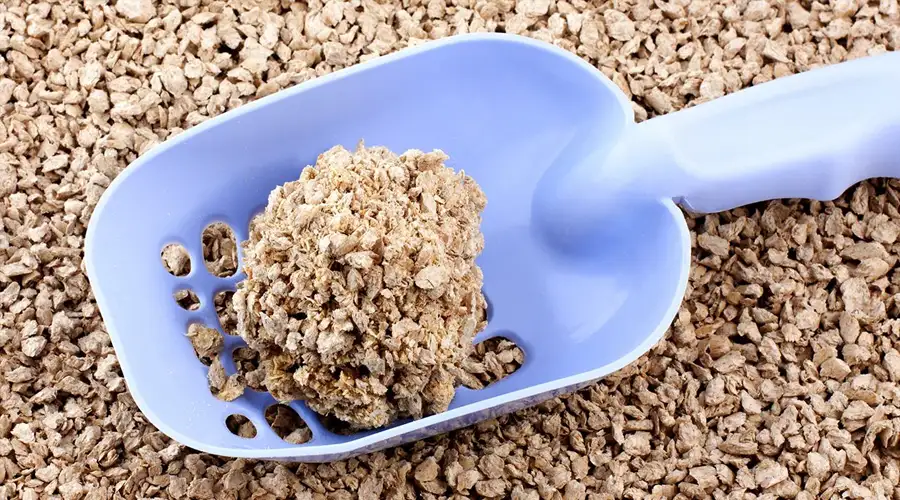 Best Clumping Cat Litter
